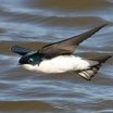Tree Swallow